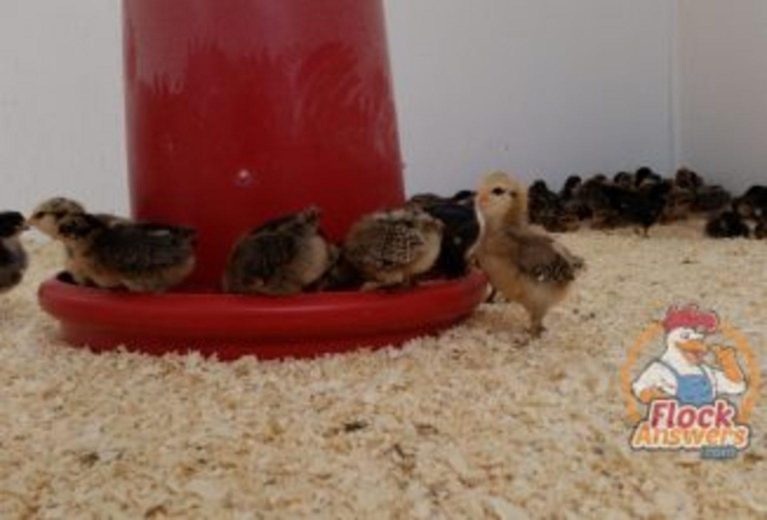 Chick Nutrition - Start to Finish - Backyard Poultry